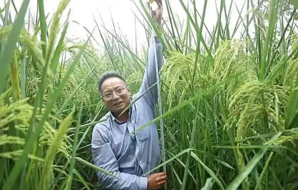 长沙种出巨型稻致敬袁老，两米多高的巨型稻你见过吗？