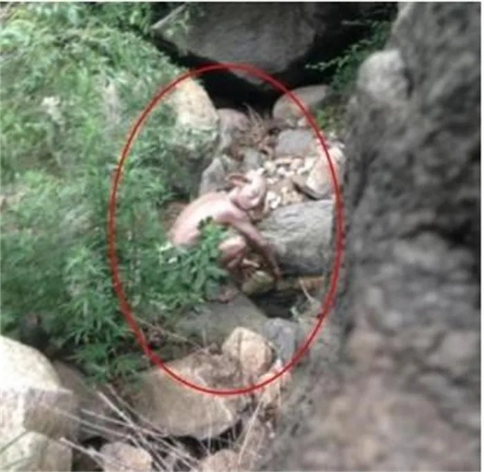 怪兽是否存在 怀柔怪兽事件真相揭秘（未知）