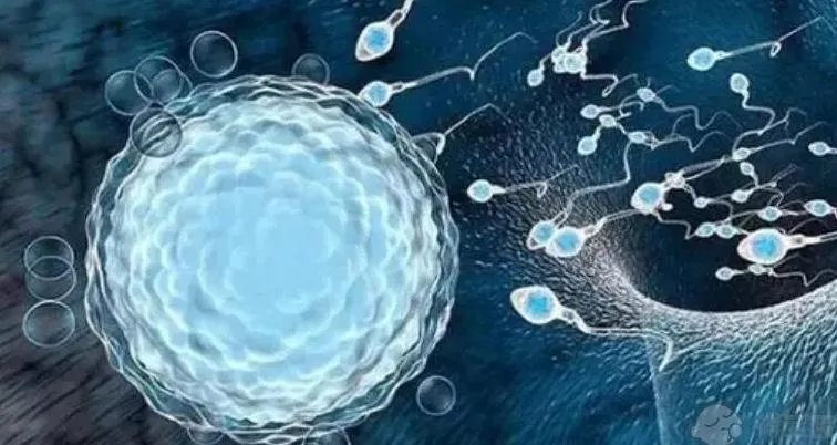 代生宝宝-吉林母猪产下“小象”:鼻子长近4厘米