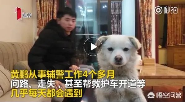 如何看待成都街头流浪小狗求助辅警，守候路边等他下班，最终被收养？