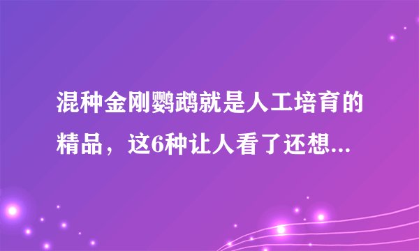 混种金刚鹦鹉就是人工培育的精品,这6种让人看了还想看,收藏