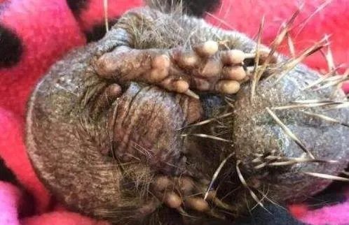 刺猬因压力大秃顶：得病后压力过大全身刺掉完了