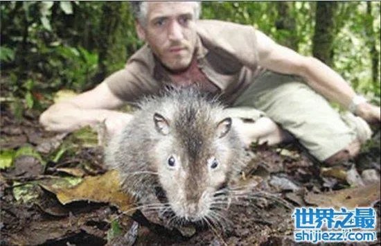 变种巨鼠体型庞大,大多数体型超过一只成年的猫