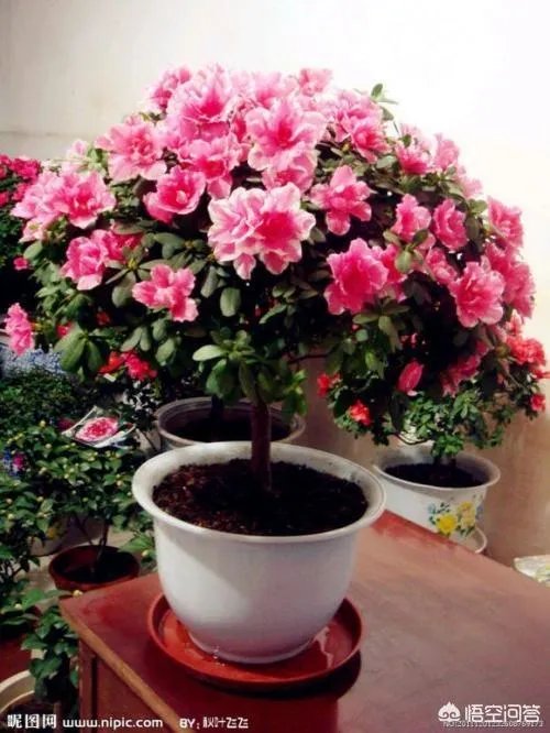 辽宁沈阳本地人人过年必须购买的年货有哪些？