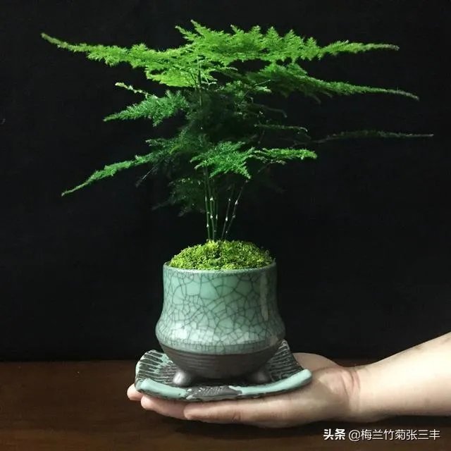 适合养文竹的花盆?
