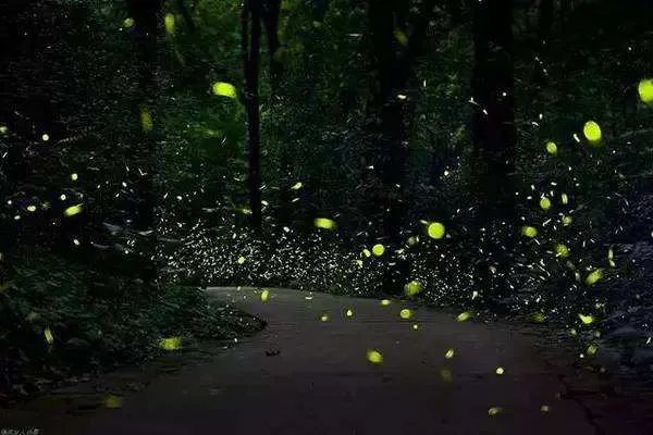 卖萤火虫年入百万，年入百万的偏门生意排行榜