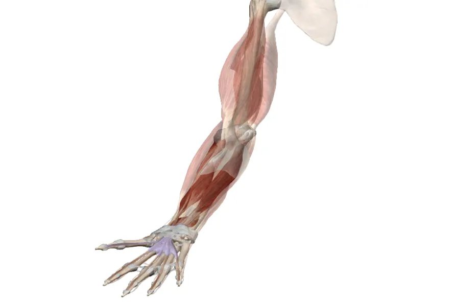 前臂中立位示意图