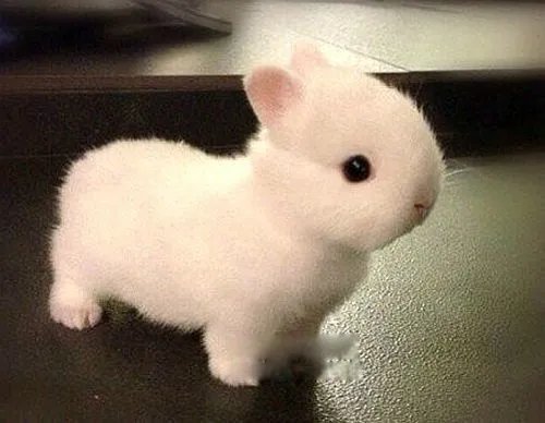 侏儒兔能长多大 哥伦比亚盆地侏儒兔寿命是多少年