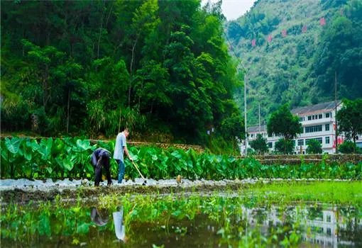 山东新农村建设规划怎么样？