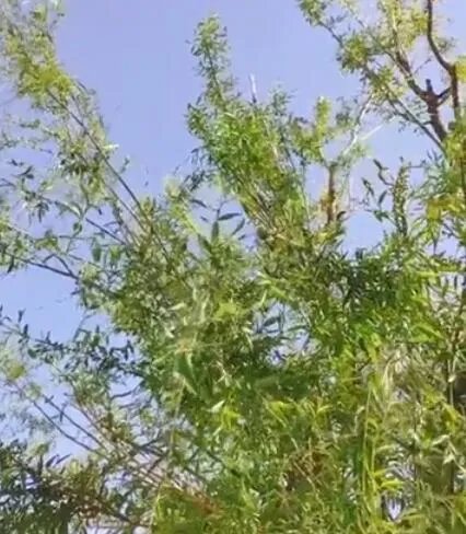 北京大风连刮三天什么原因 北京大风天气何时结束