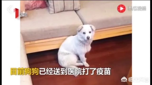 如何看待成都街头流浪小狗求助辅警，守候路边等他下班，最终被收养？