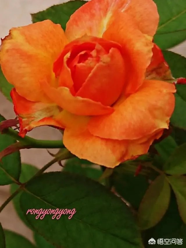 上联：日薄西山捉鱼忙，下联怎么对？