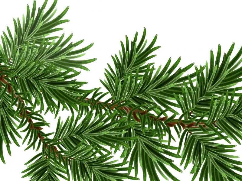 松针熬水的功效与作用