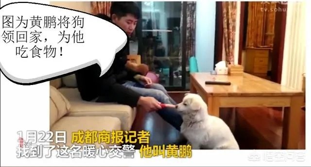 如何看待成都街头流浪小狗求助辅警，守候路边等他下班，最终被收养？