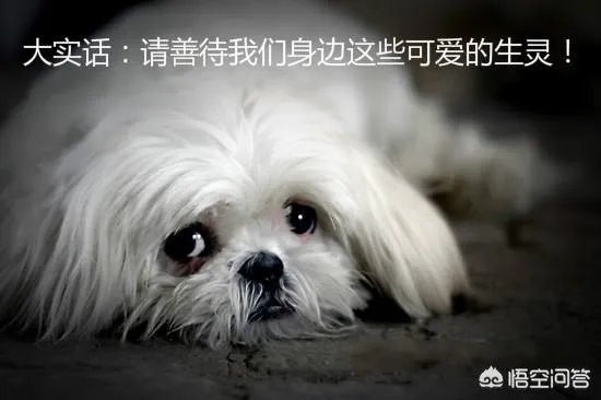 如何看待成都街头流浪小狗求助辅警，守候路边等他下班，最终被收养？