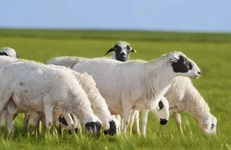 蒙古国捐赠3万只羊入境了吗？