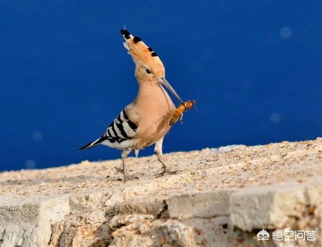 增距镜如何使用?