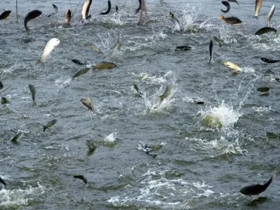 四川高温停电致数万斤鱼缺氧死亡!怎样可以将损失降到最低?