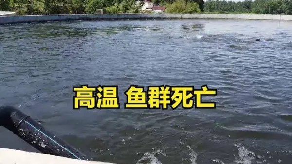 四川高温停电致数万斤鱼缺氧死亡!怎样可以将损失降到最低?