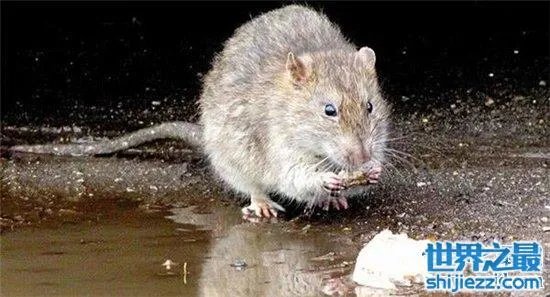 变种巨鼠体型庞大,大多数体型超过一只成年的猫