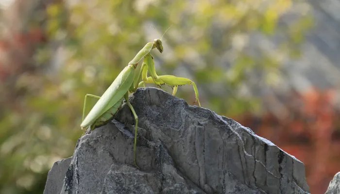 螳螂捕蝉这个成语用来比喻什么 螳螂捕蝉是什么意思
