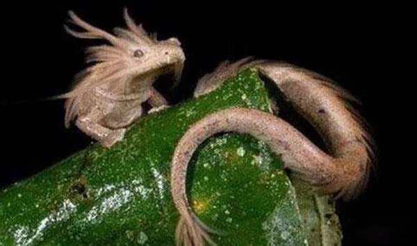 三峡是堵四川龙脉的吗 水库放水三峡发现一条受伤真龙