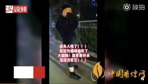 太原一男子当街虐猫 腹中小猫全部死亡