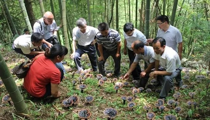 农村实用致富项目有哪些 8款不起眼的项目