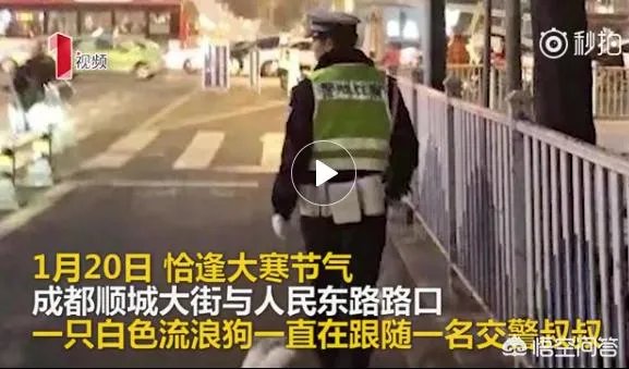 如何看待成都街头流浪小狗求助辅警，守候路边等他下班，最终被收养？