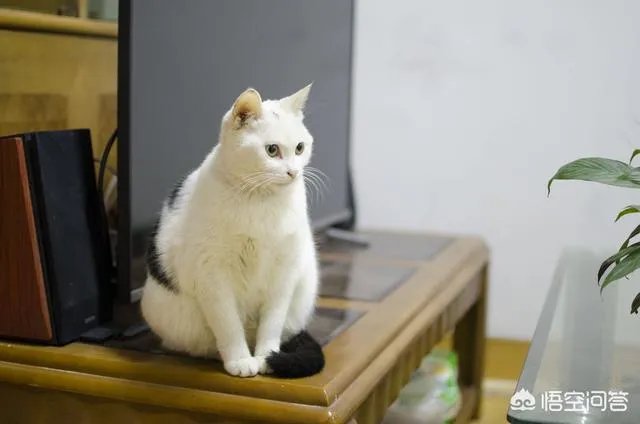 如何看待成都街头流浪小狗求助辅警，守候路边等他下班，最终被收养？