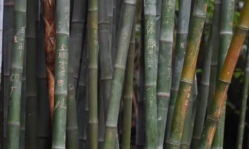 成都大熊猫基地景观竹遭游客刻划，如何看待游客的行为？