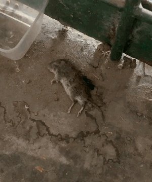 神似梅西男子被民众围堵合影 都想要甜头的动态图