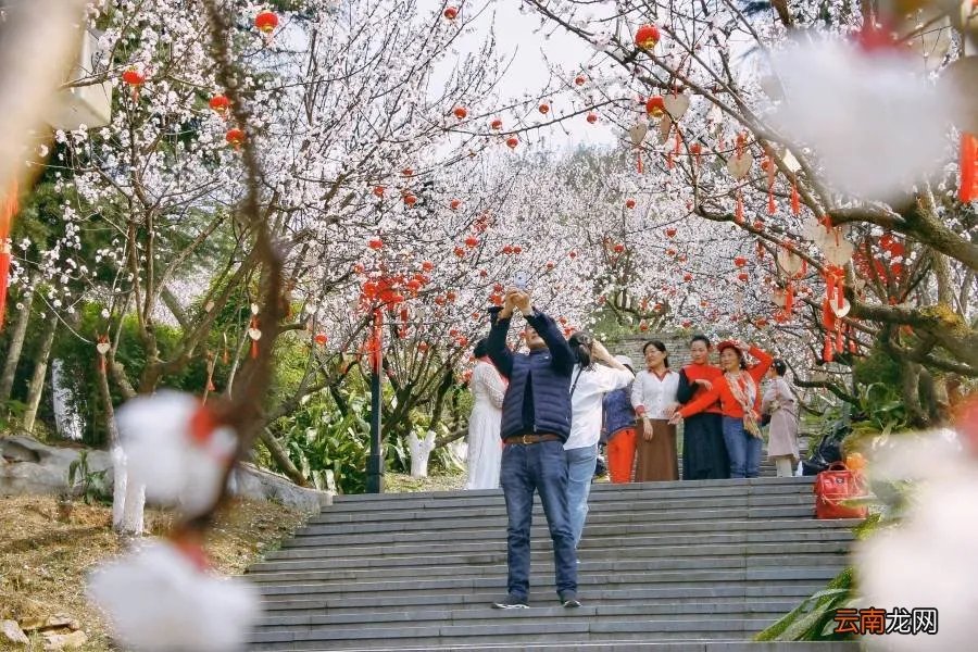 红杏枝头春意闹 红杏枝头春渐悄