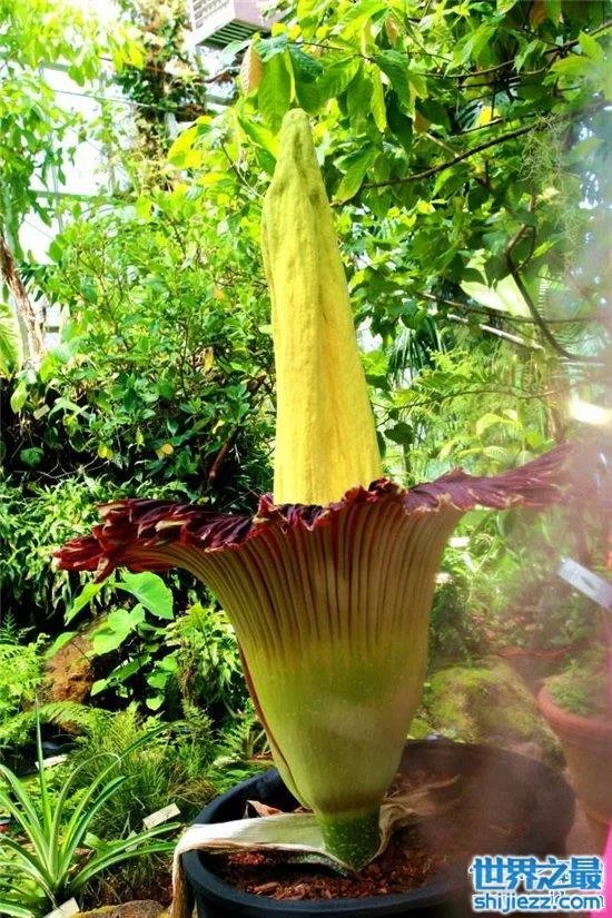 尸臭魔芋最高可达三米,绽放时发出尸体腐烂的气味