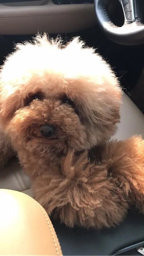 我家泰迪不喜欢小公狗怎么办