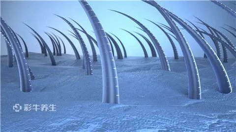 脂溢性脱发如何生发