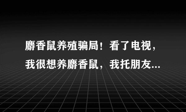 麝香鼠养殖骗局!看了电视,我很想养麝香鼠,我托朋友介绍到了成都的一家养殖场,规模不大100对左右