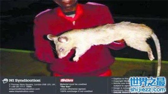 变种巨鼠体型庞大，大多数体型超过一只成年的猫 