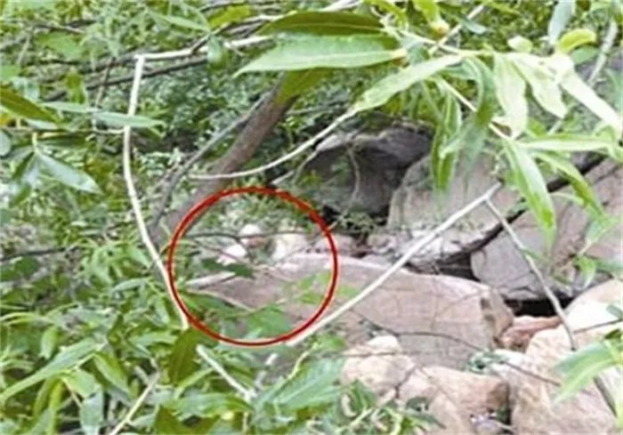 怪兽是否存在 怀柔怪兽事件真相揭秘（未知）