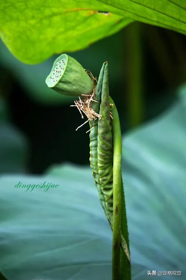 增距镜如何使用?