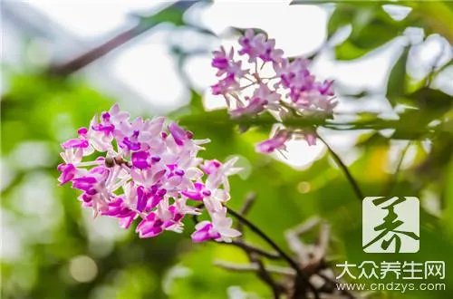 紫皮枫斗的功效与作用