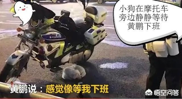 如何看待成都街头流浪小狗求助辅警，守候路边等他下班，最终被收养？