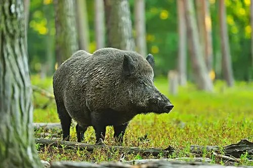 四川通江2万头野猪成灾,当地为何会出现这种情况?