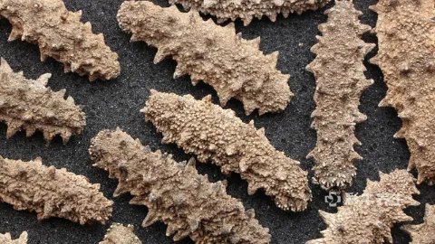 吃海参的功效与作用