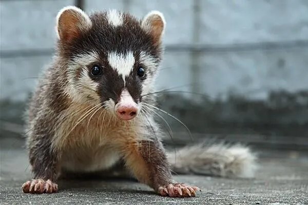 果子狸现身重庆阴条岭，它的外形有何特征？