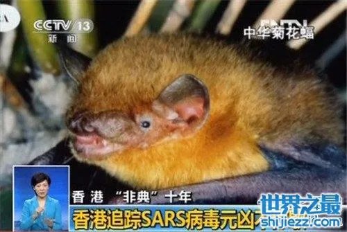 中华菊花蝠是SARS病毒传播源头 潜在多种病毒危害