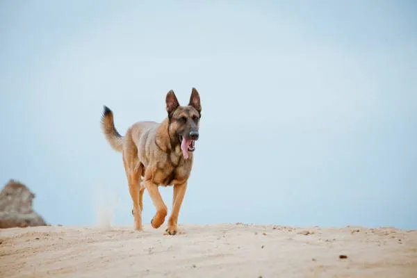 神狗奇兵上的幽灵犬是什么犬