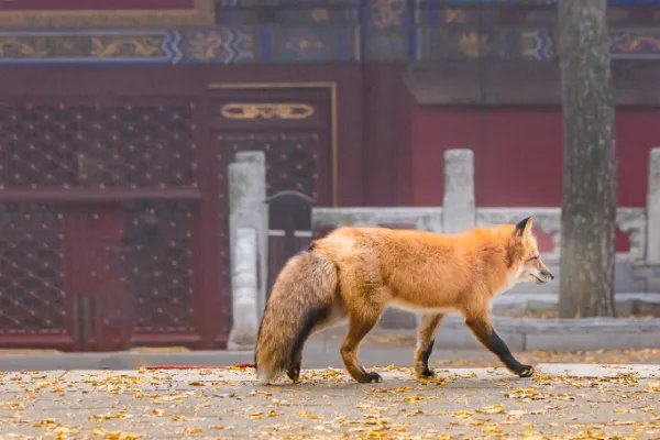 小狐狸频繁现身北京潭柘寺,在投喂小狐狸的时候该注意些什么?