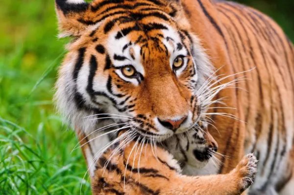 龙口动物园虎妈不喂奶,动物园找狗喂虎崽,小虎崽的生长过程是怎样的?