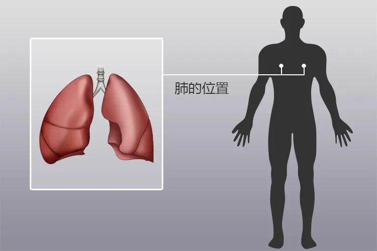 人体内脏疼痛对应图